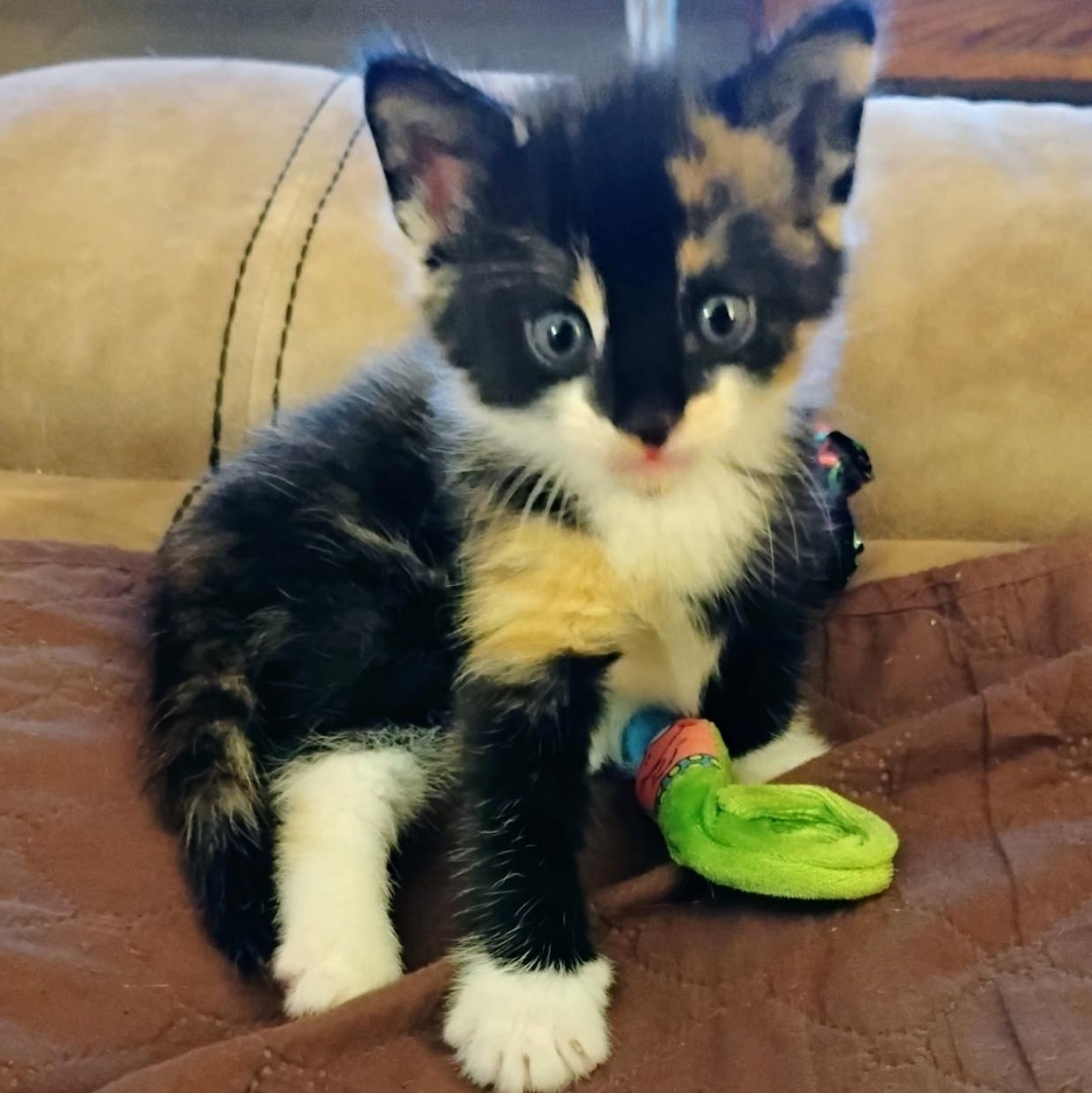 Enlarge Calliope, an adopted Calico in Fort Myers, FL image 1/2