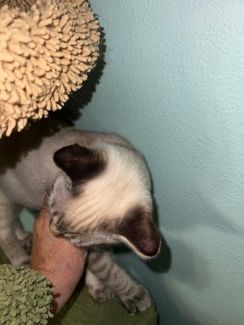 Enlarge Ames (Bonded to Gains - Russian Blue), an adoptable mixed breed in Wytheville, VA image 2/6