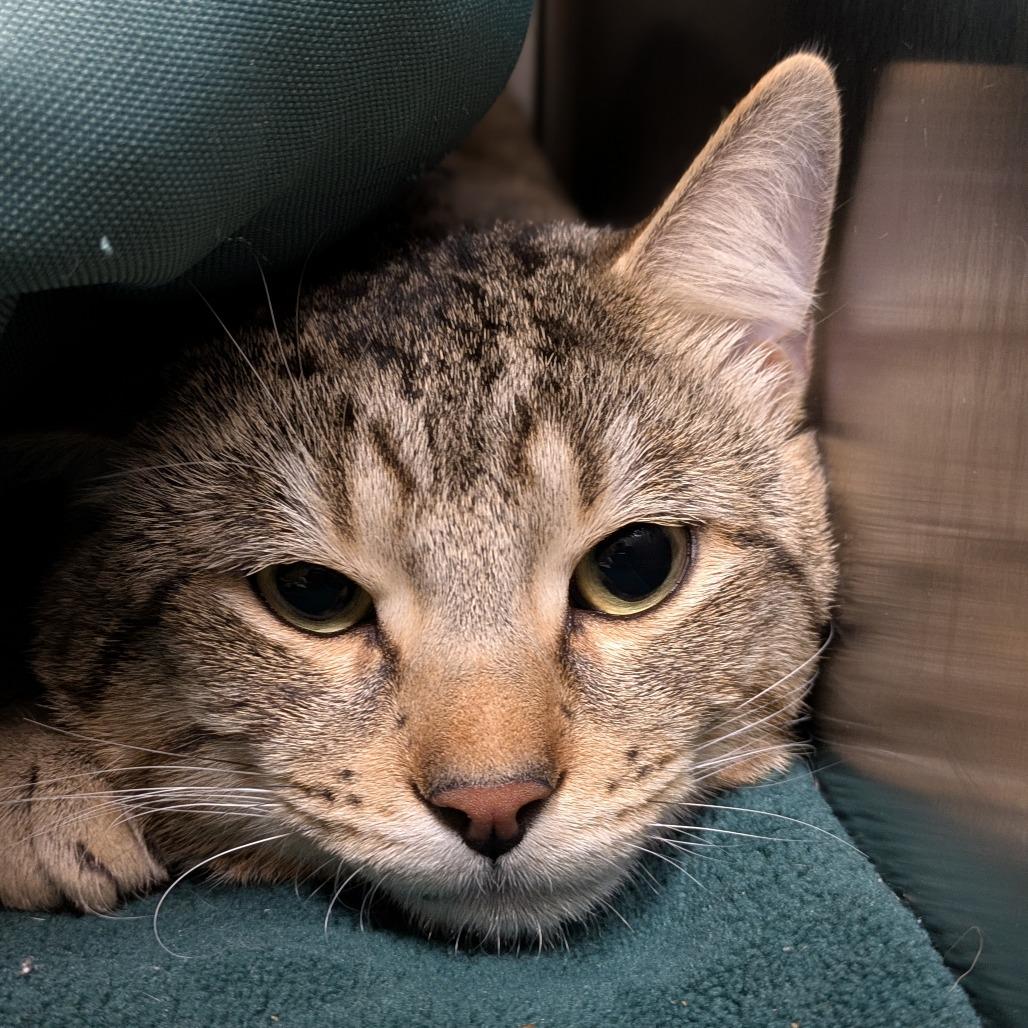 Hashbrown, Adoptable, Adult Male Domestic Short Hair.