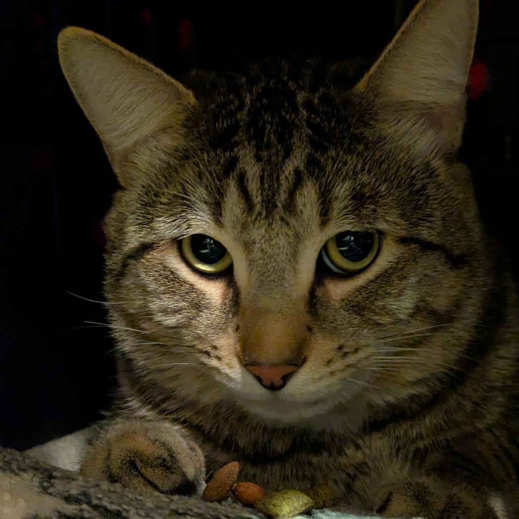 Enlarge Hashbrown, a Adoptable Domestic Short Hair in South Burlington, VT image 2/3