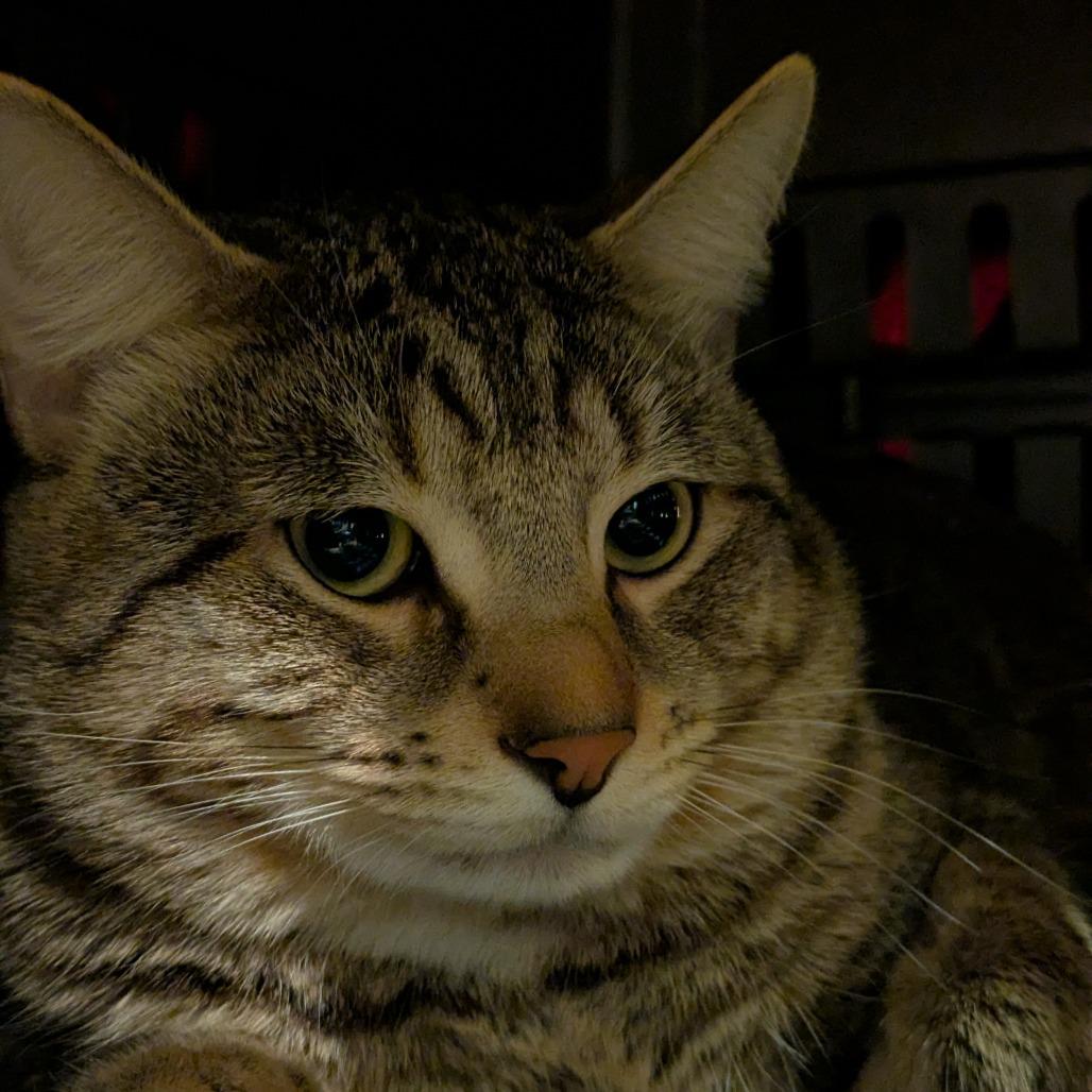 Enlarge Hashbrown, a Adoptable Domestic Short Hair in South Burlington, VT image 3/3
