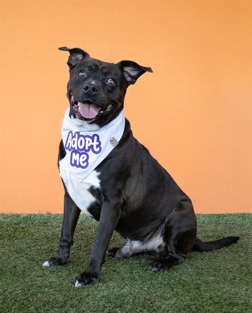 CHARLIE, Adoptable, Adult Male American Bulldog & Mixed Breed.