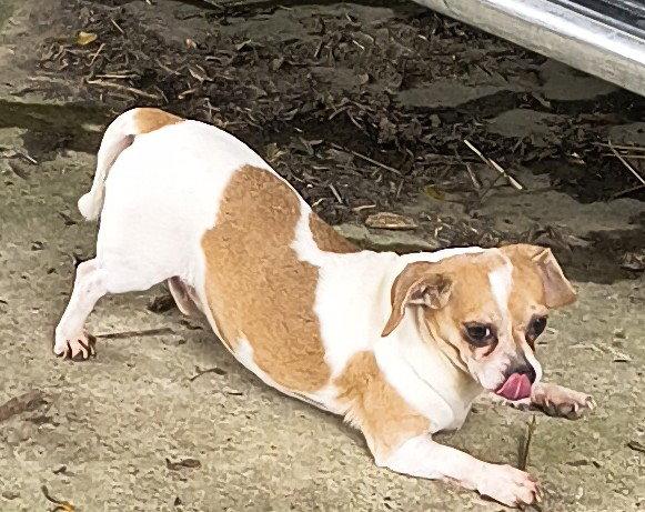 Sparky, Adoptable, Adult Male Dachshund & Chihuahua.