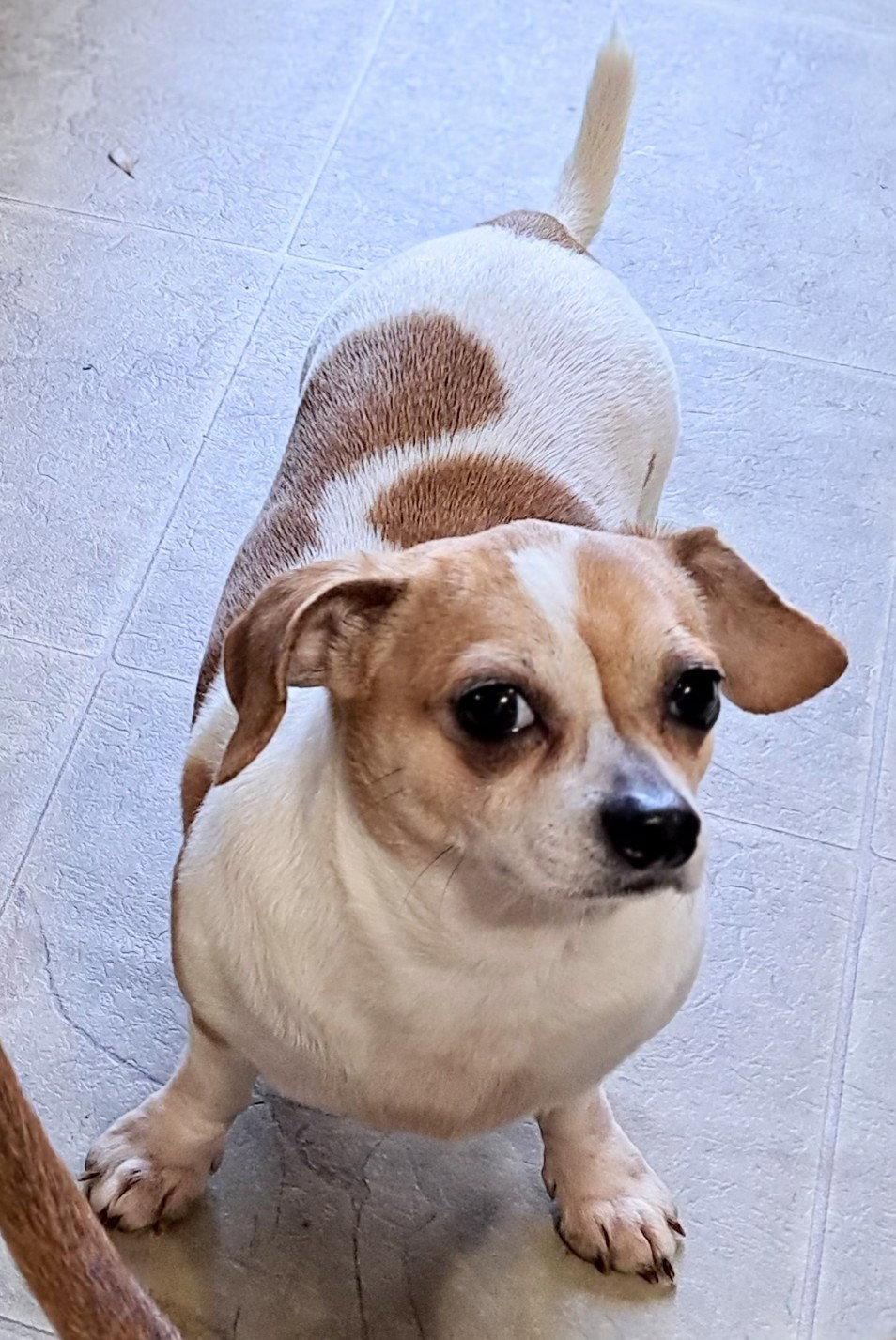 Enlarge Sparky, a Adoptable mixed breed in Baileyton, AL image 2/3