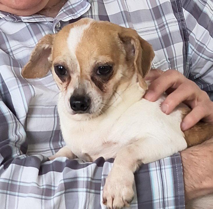 Enlarge Sparky, a Adoptable mixed breed in Baileyton, AL image 3/3