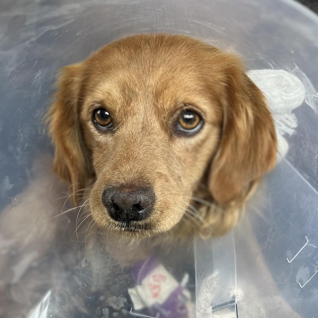 Galleria Stray thumbnail 2