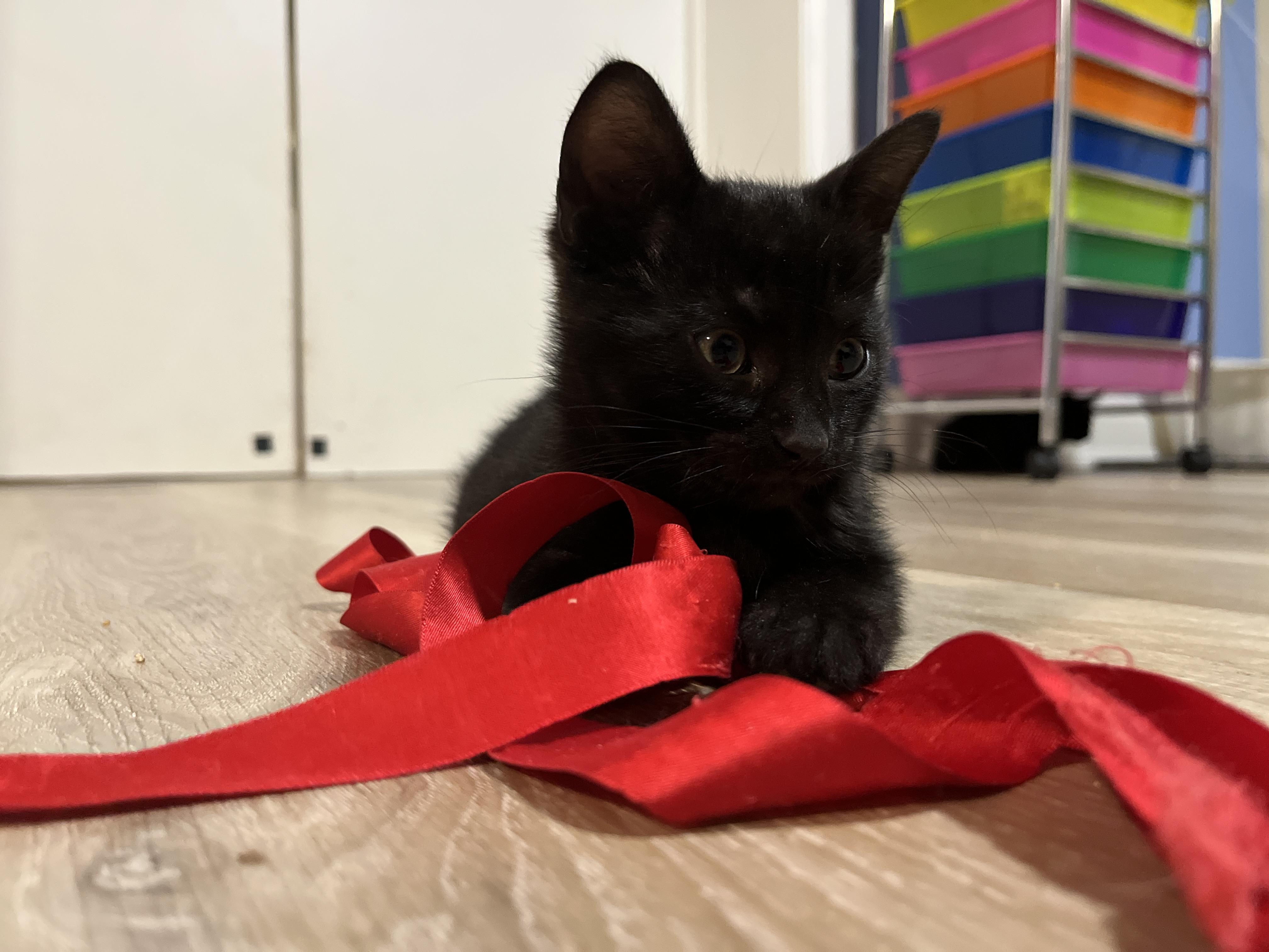 Enlarge Gingo, a Adoptable Domestic Short Hair in Mississauga, ON image 1/3