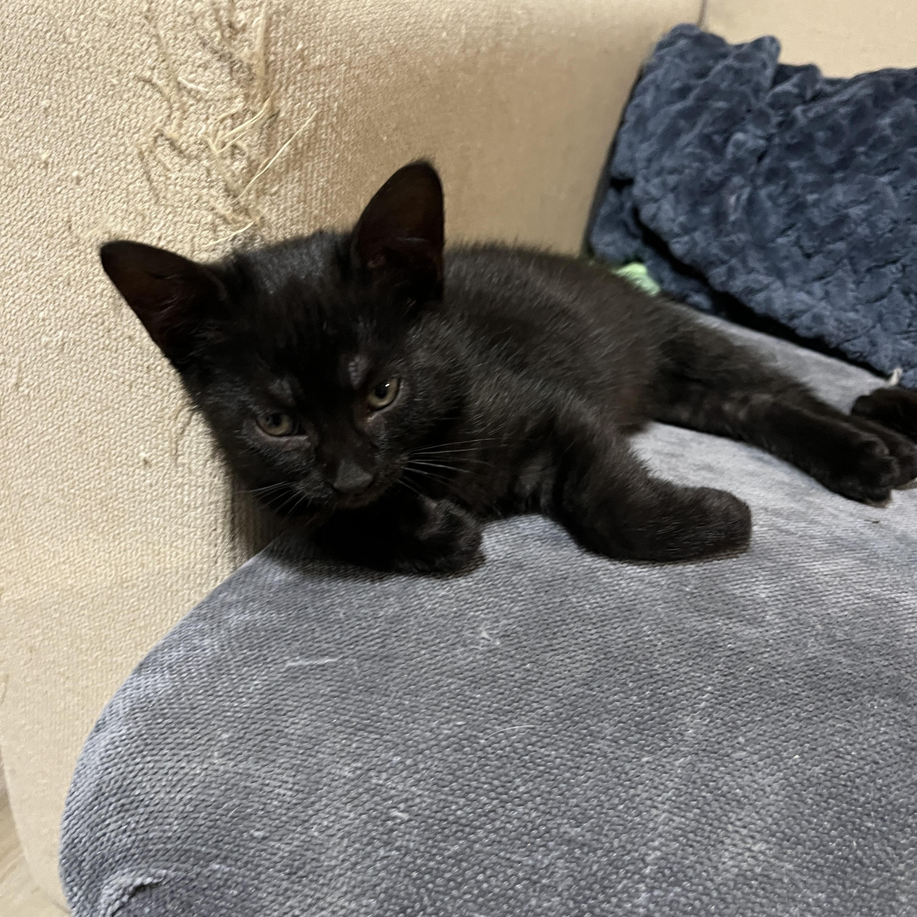 Enlarge Gingo, a Adoptable Domestic Short Hair in Mississauga, ON image 2/3