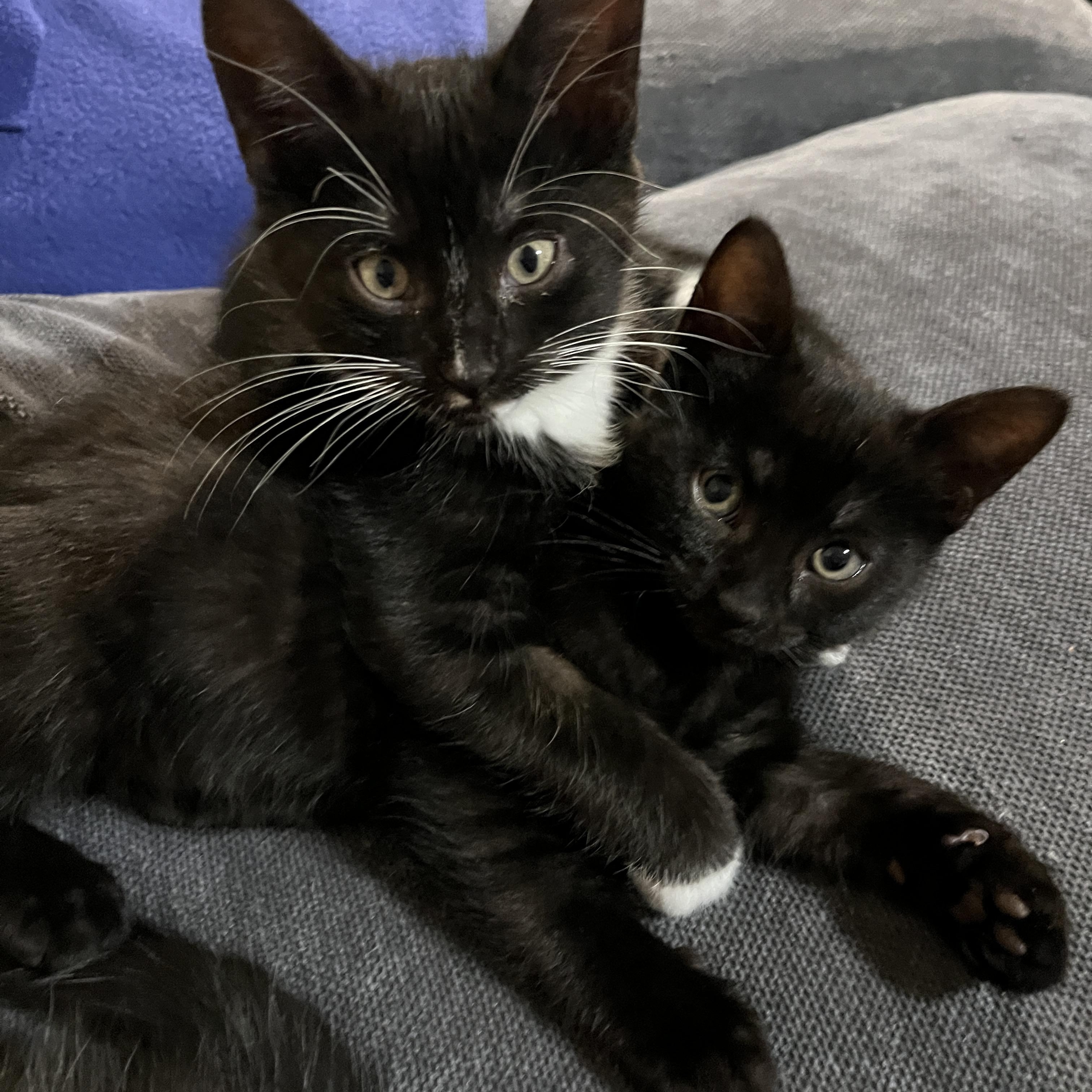 Enlarge Gingo, a Adoptable Domestic Short Hair in Mississauga, ON image 3/3