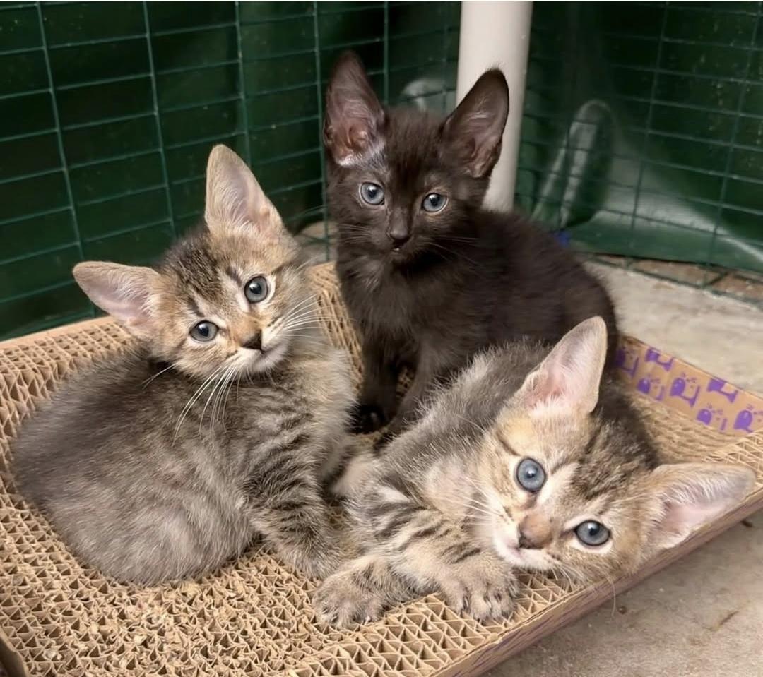 Charlie Brown, ADOPTABLE, Kitten Male Domestic Short Hair.