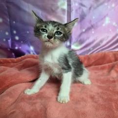Receipt, Adoptable, Kitten Male Domestic Short Hair & Domestic Short Hair.