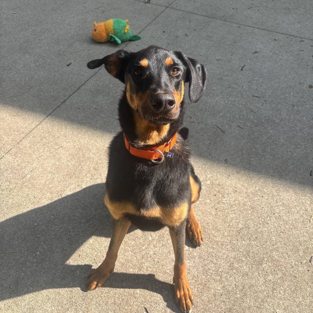 Jordan, Adoptable, Adult Male Doberman Pinscher & Mixed Breed.