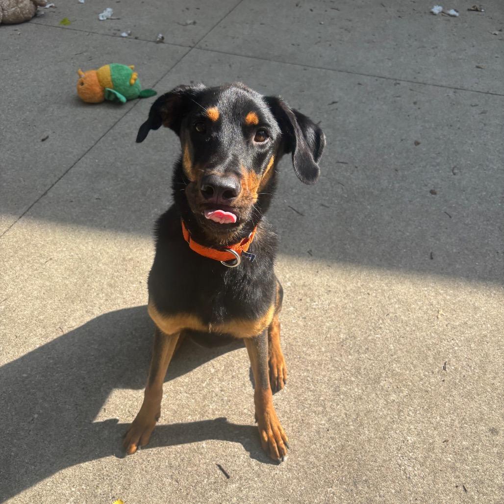 Enlarge Jordan, a Adoptable mixed breed in Grand Rapids, MI image 2/5