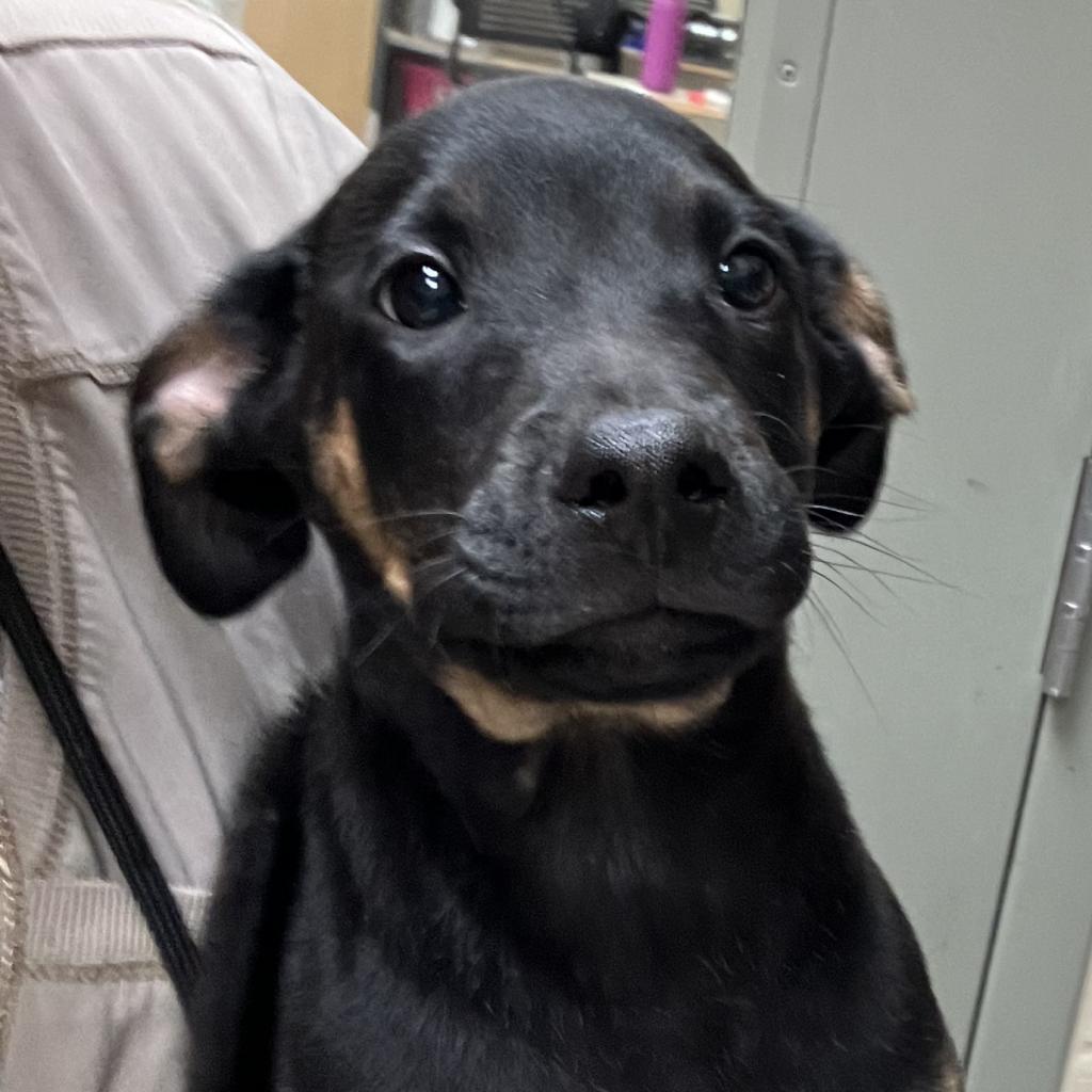 Enlarge Jordan, a Adoptable mixed breed in Grand Rapids, MI image 3/5