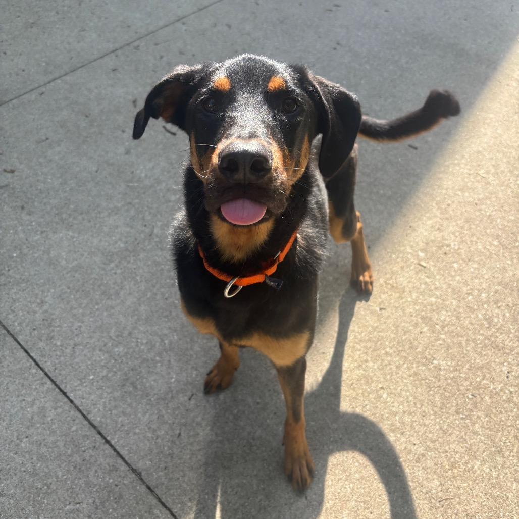 Enlarge Jordan, a Adoptable mixed breed in Grand Rapids, MI image 4/5
