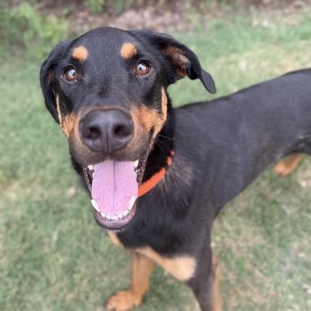 Enlarge Jordan, a Adoptable mixed breed in Grand Rapids, MI image 5/5