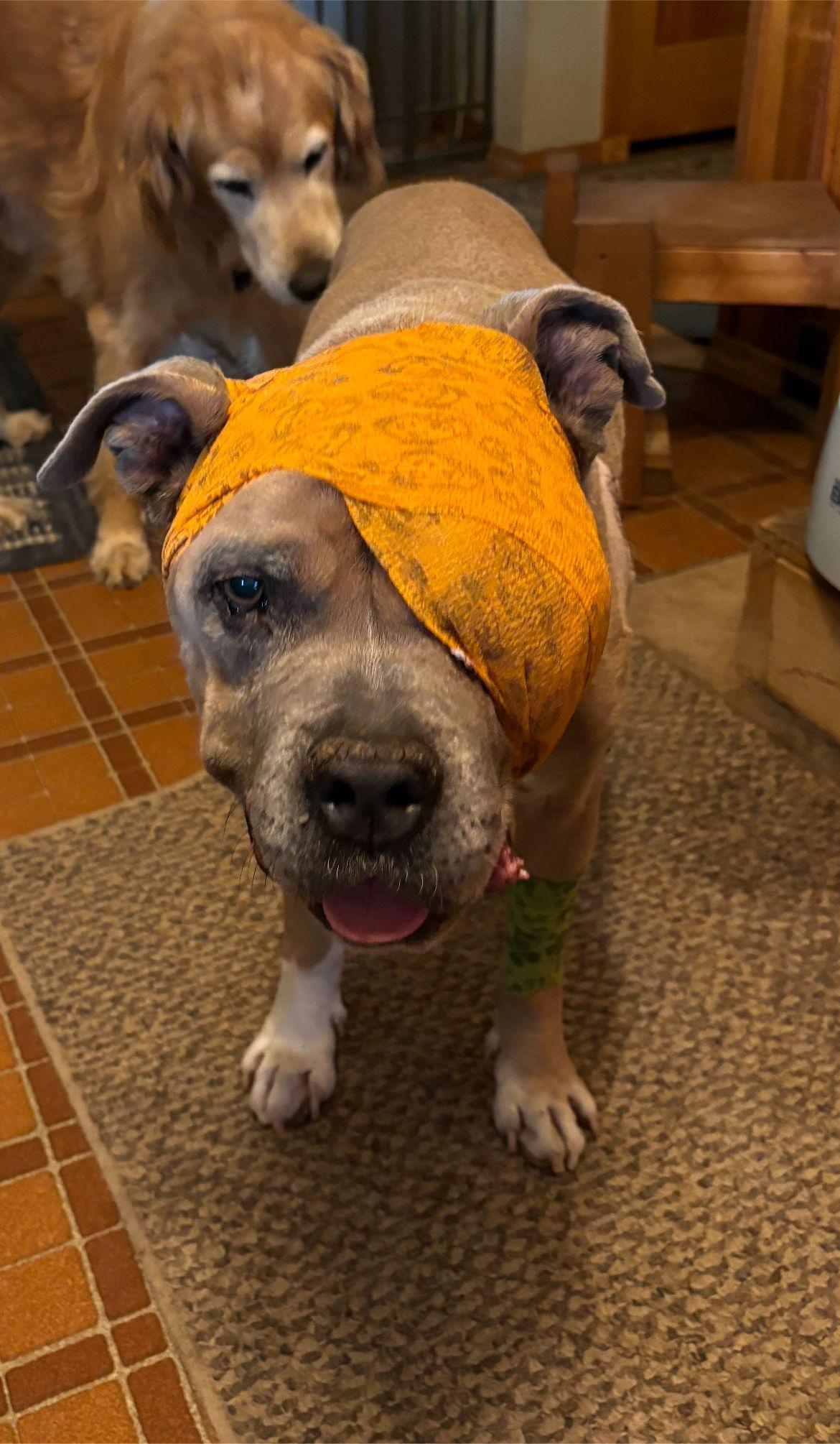 Hank, Adopted, Senior Male Pit Bull Terrier.