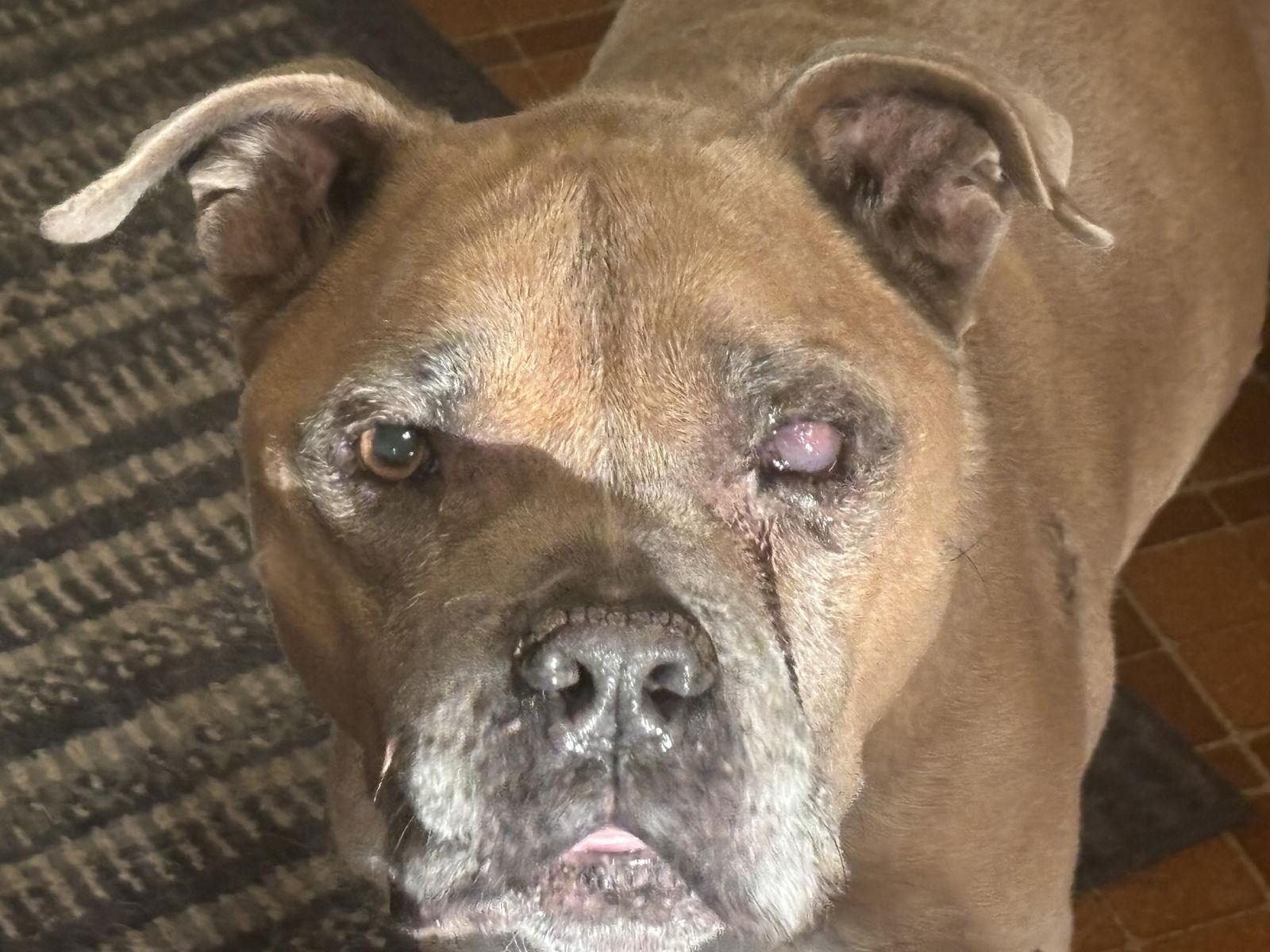 Enlarge Hank, a Adopted Pit Bull Terrier in Arnold, MO image 2/3