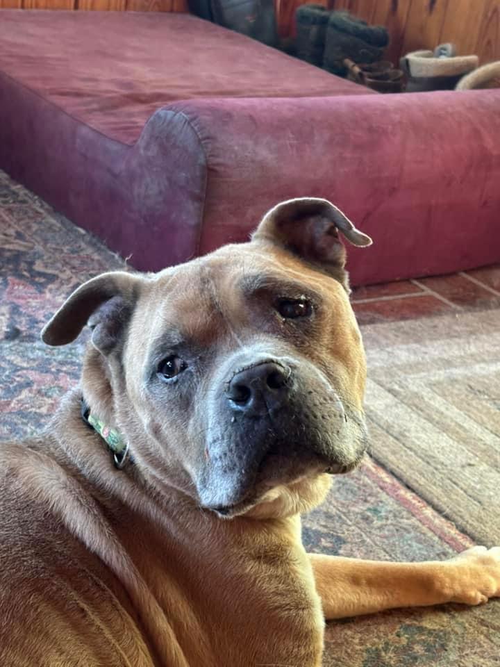 Enlarge Hank, a Adopted Pit Bull Terrier in Arnold, MO image 3/3