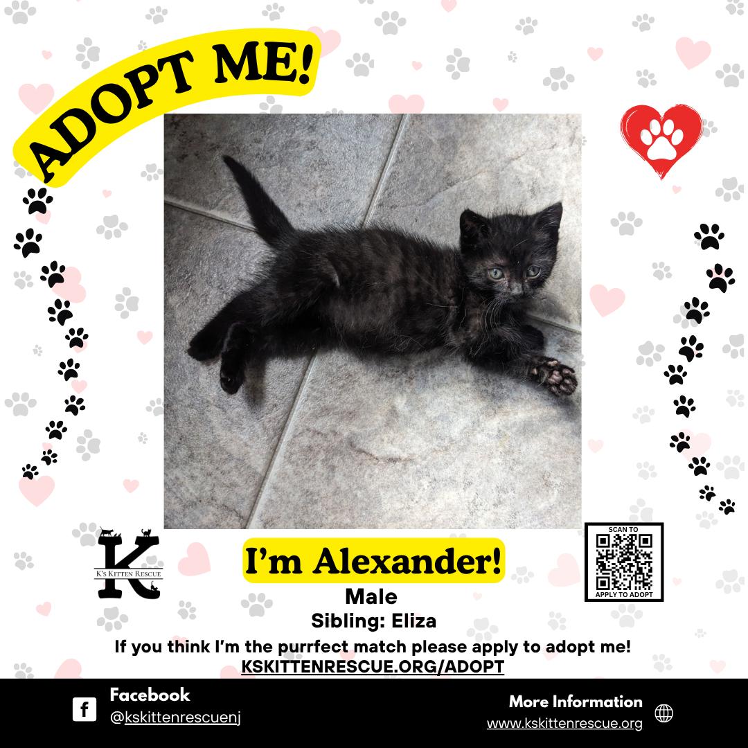 Enlarge Alexander, a ADOPTABLE Domestic Short Hair in Brick, NJ image 1/1