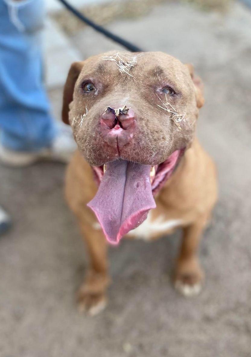 Marcy, a Adoptable Pit Bull Terrier in Ventura, CA image 5/6