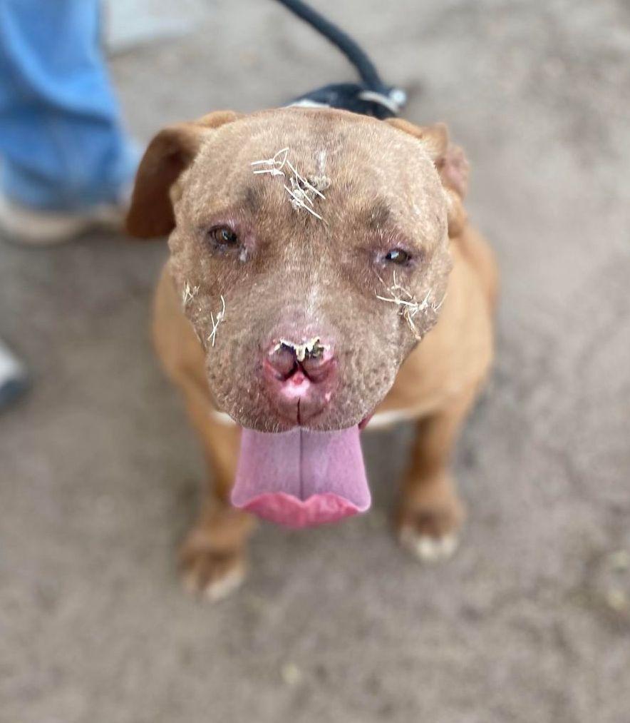 Marcy, a Adoptable Pit Bull Terrier in Ventura, CA image 1/6