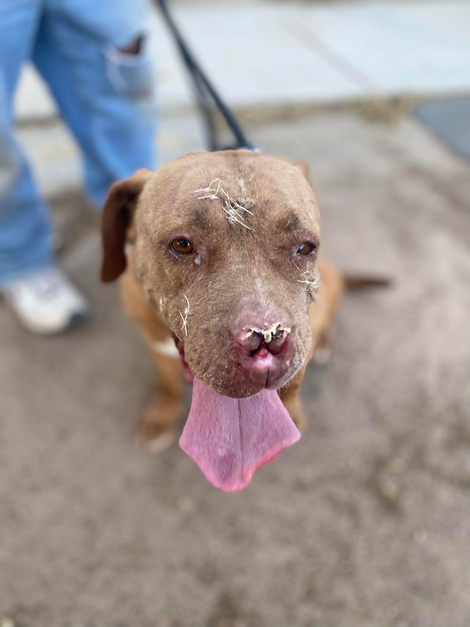 Marcy, a Adoptable Pit Bull Terrier in Ventura, CA image 6/6
