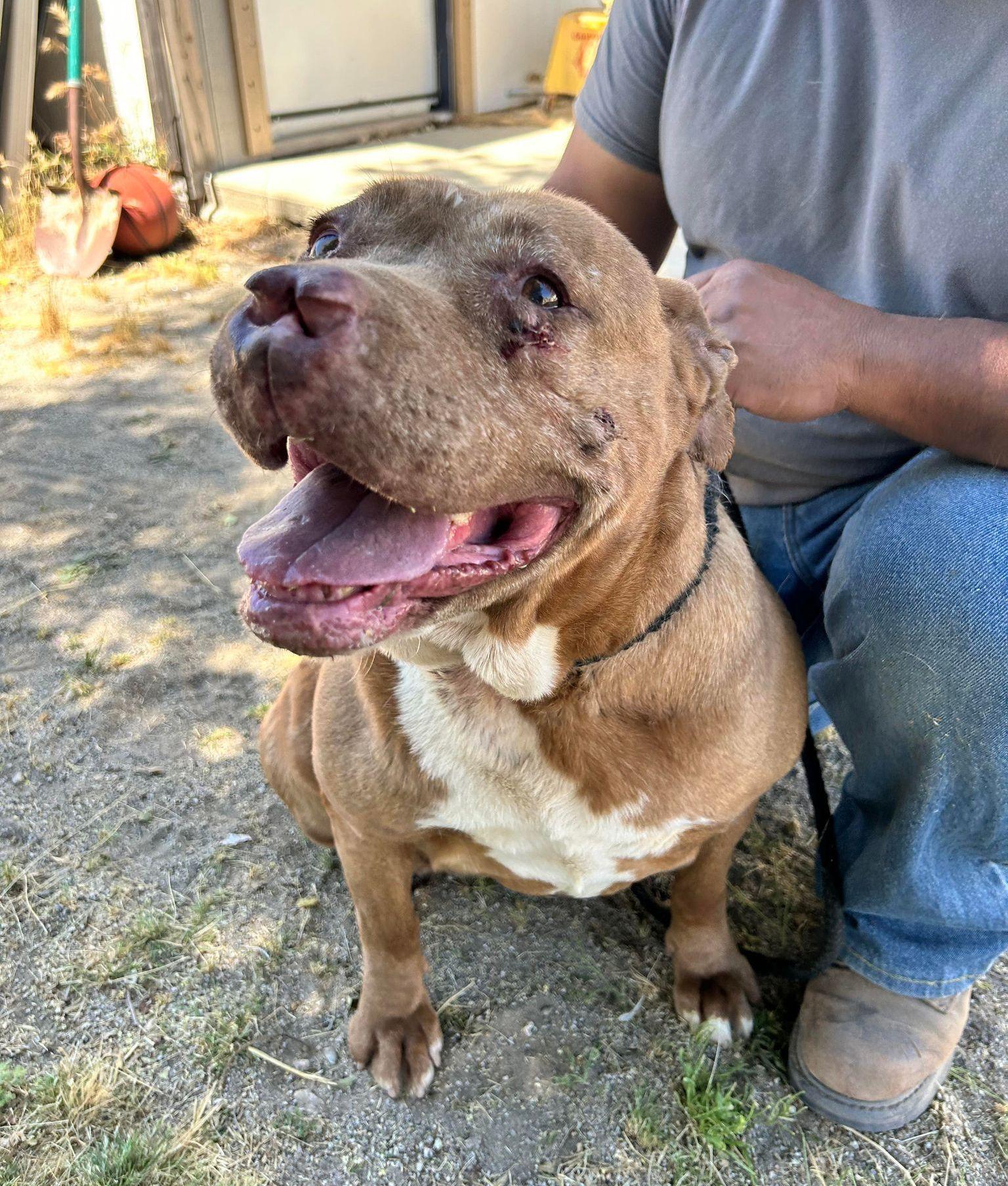 Marcy, a Adoptable Pit Bull Terrier in Ventura, CA image 4/6