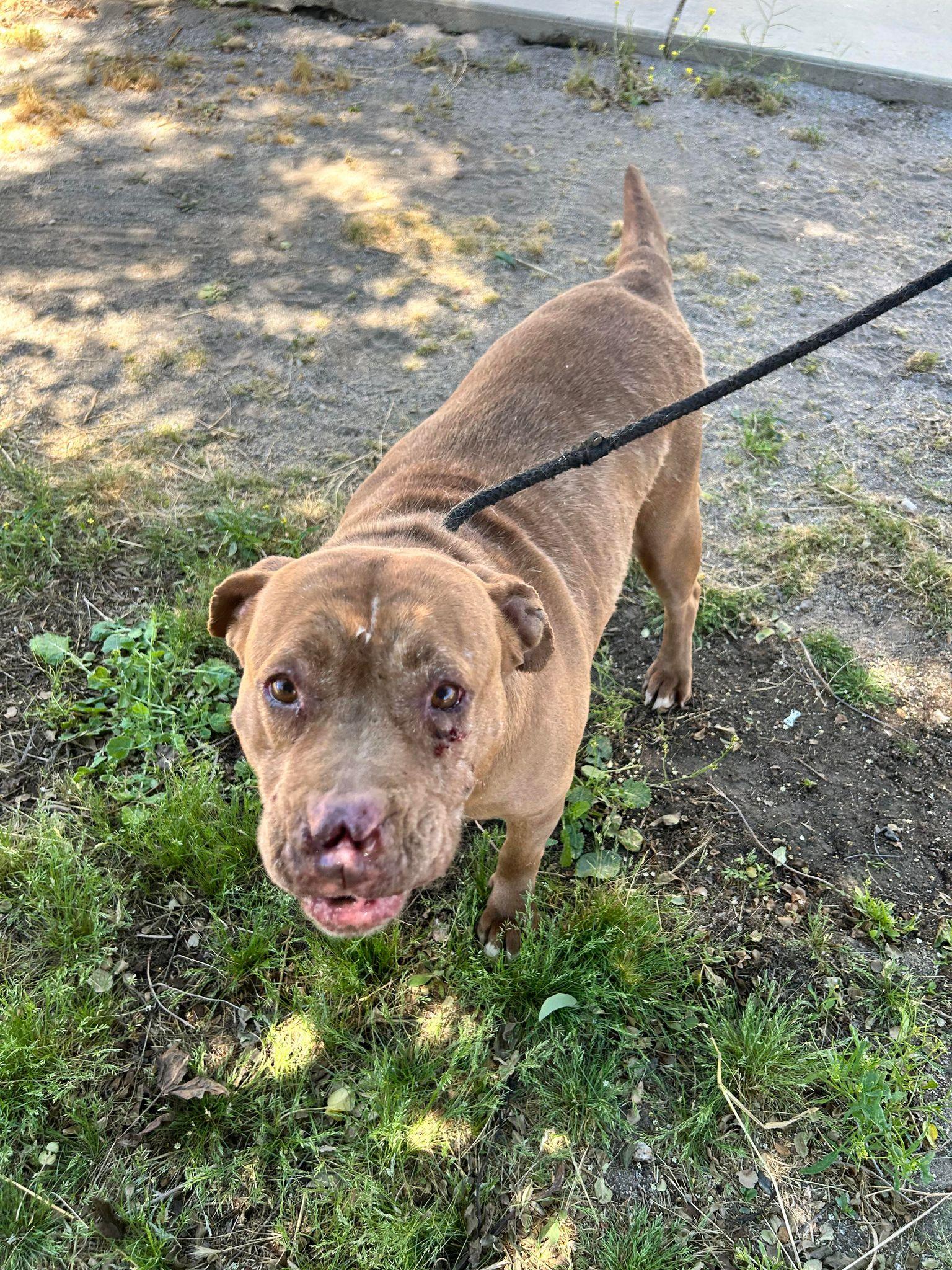 Marcy, a Adoptable Pit Bull Terrier in Ventura, CA image 3/6