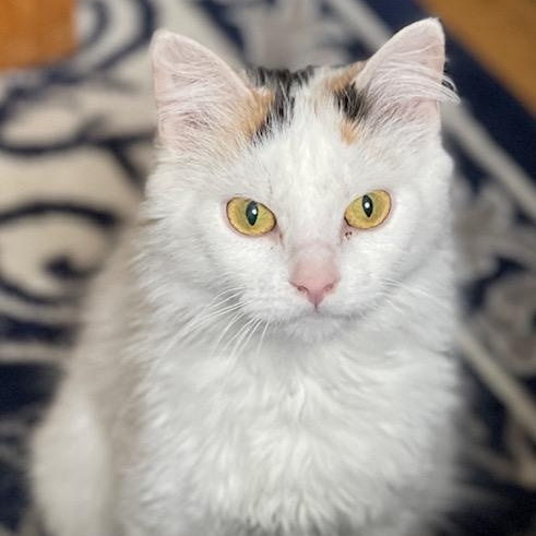 Enlarge AUTUMN-URGENT!, a Adoptable mixed breed in Wilmington, OH image 1/5