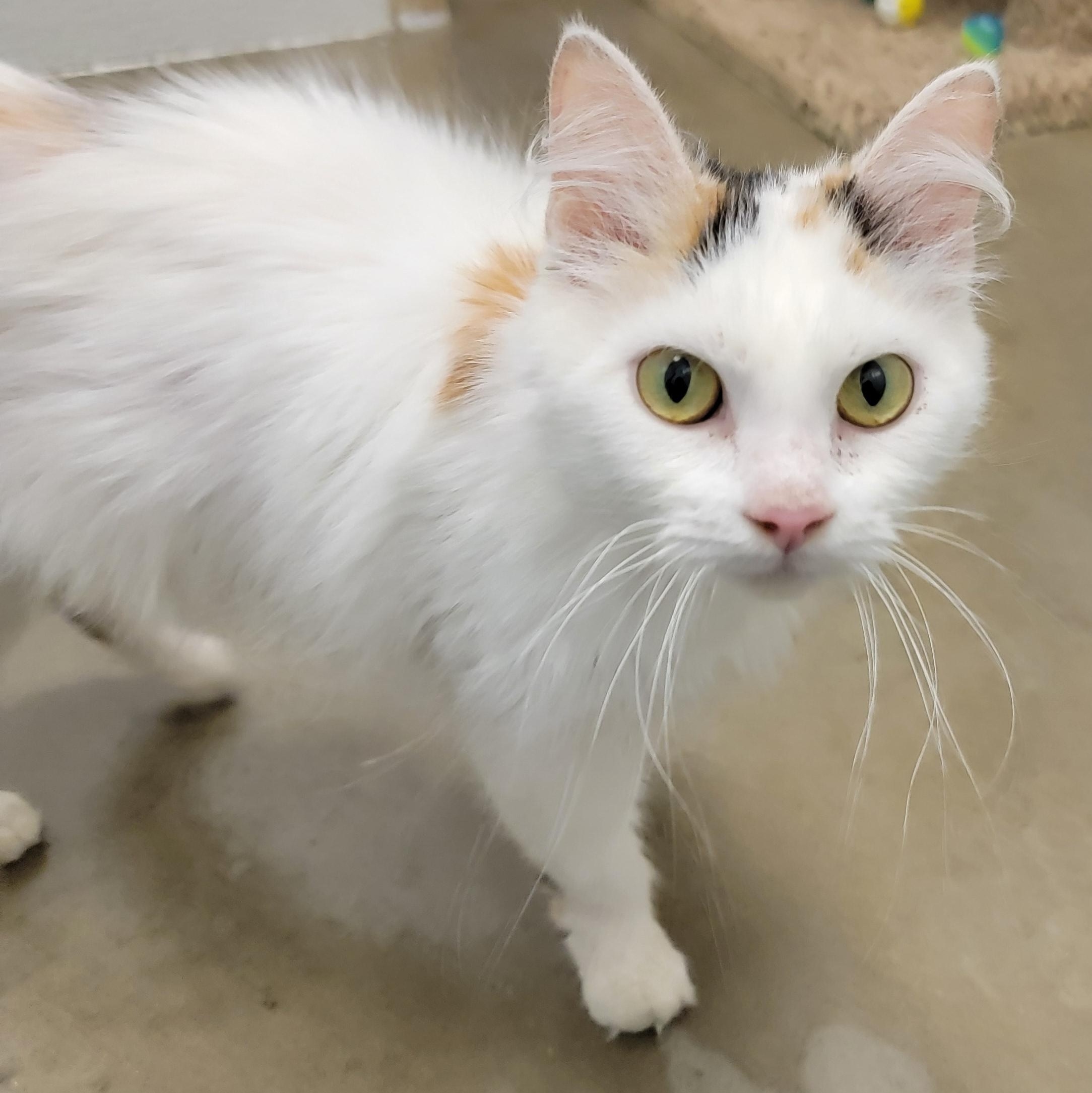 AUTUMN, a Adoptable mixed breed in Wilmington, OH image 3/5