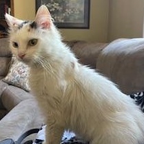 AUTUMN, Adoptable, Adult Female American Bobtail & Calico.