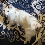 AUTUMN, a Adoptable mixed breed in Wilmington, OH image 2/5