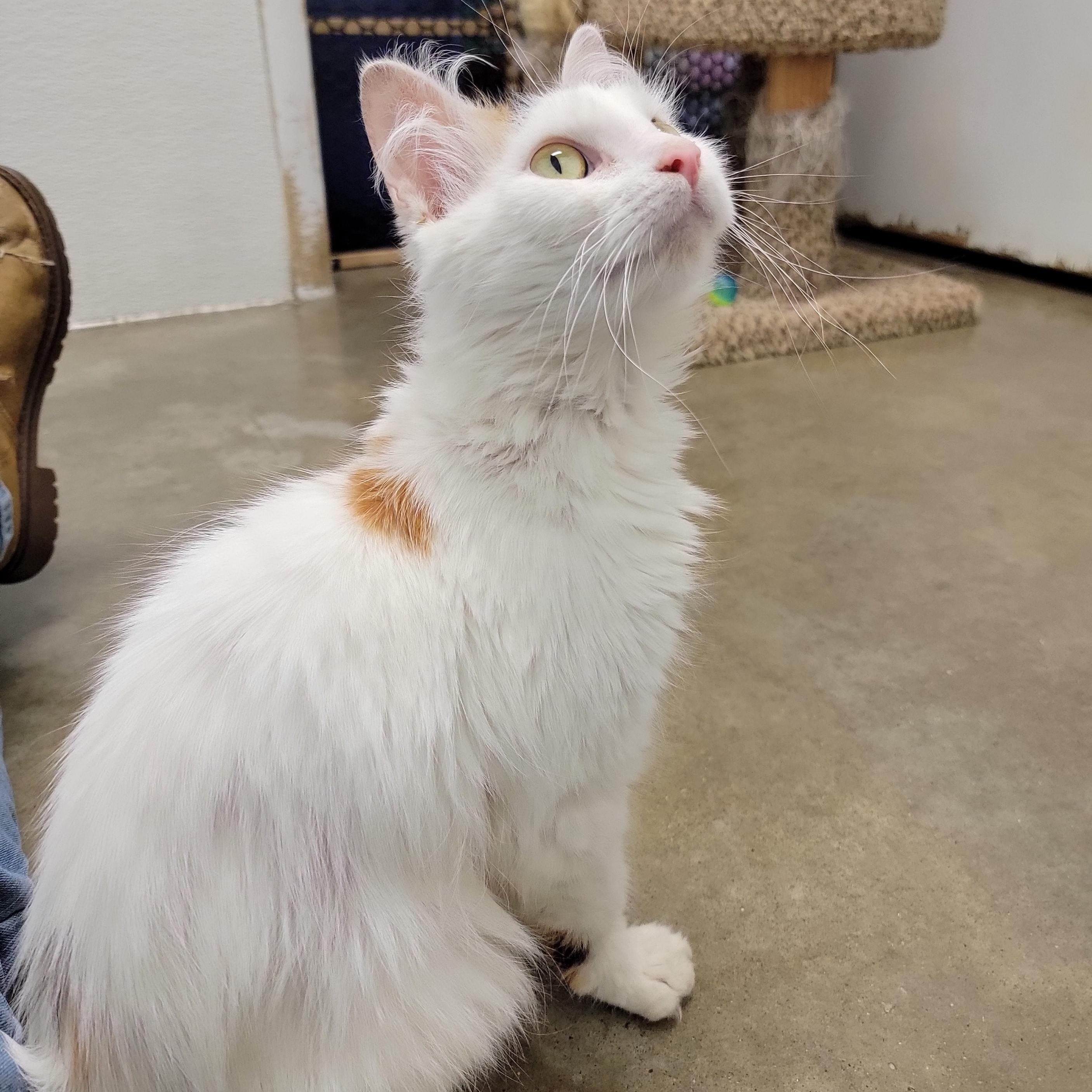 AUTUMN, a Adoptable mixed breed in Wilmington, OH image 4/5