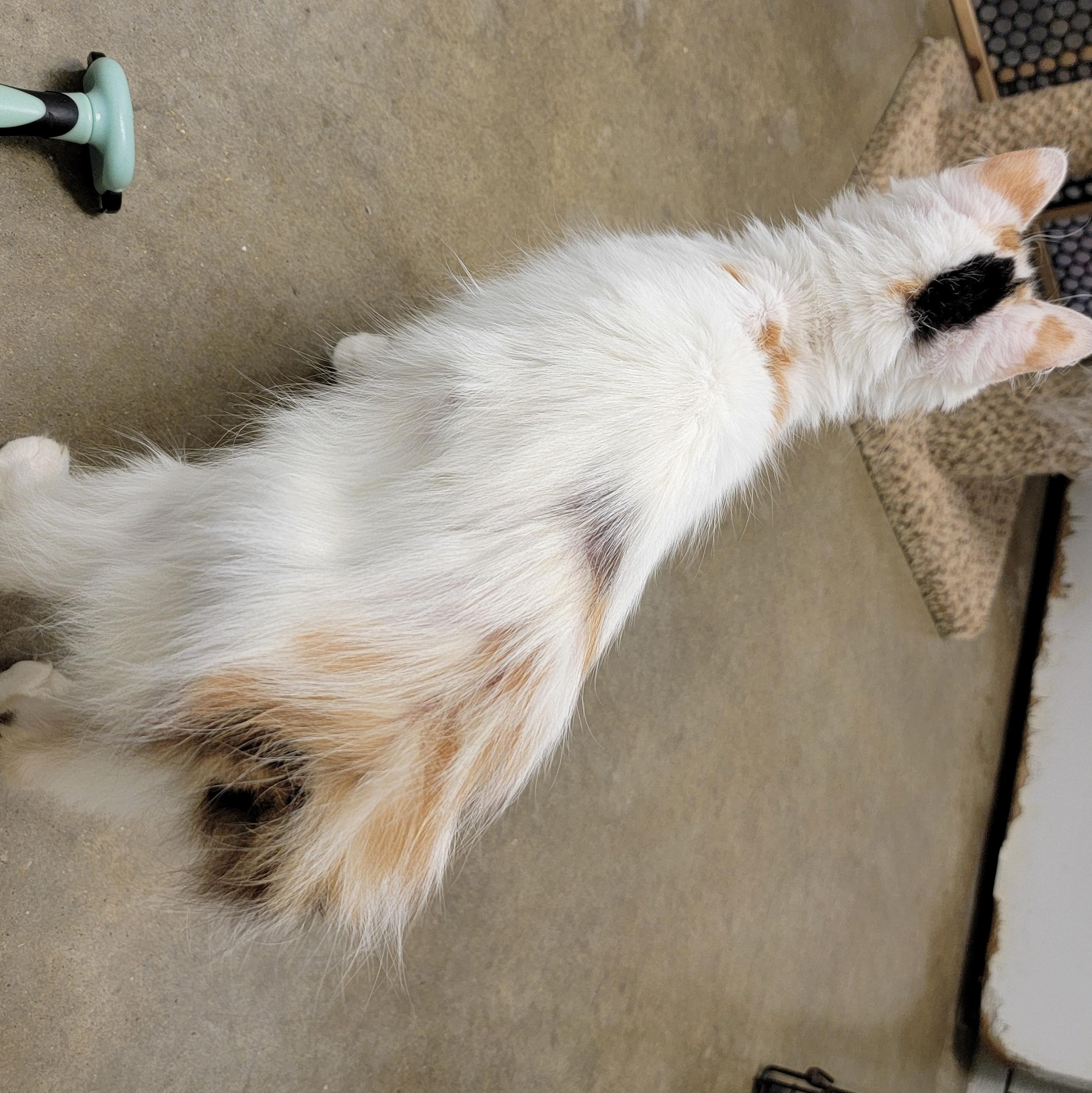 AUTUMN, a Adoptable mixed breed in Wilmington, OH image 5/5