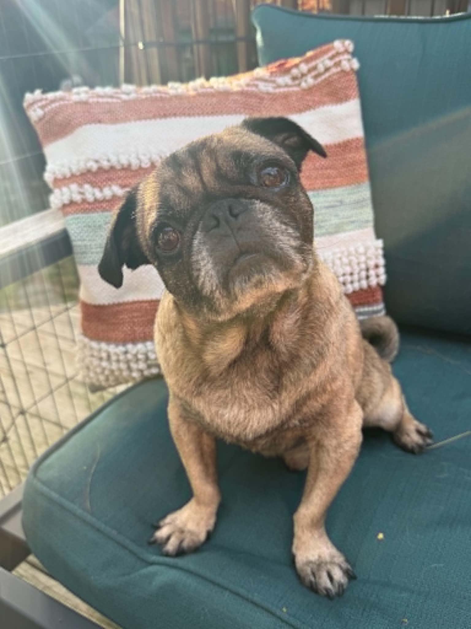 Kopi, Adoptable, Adult Male Pug.