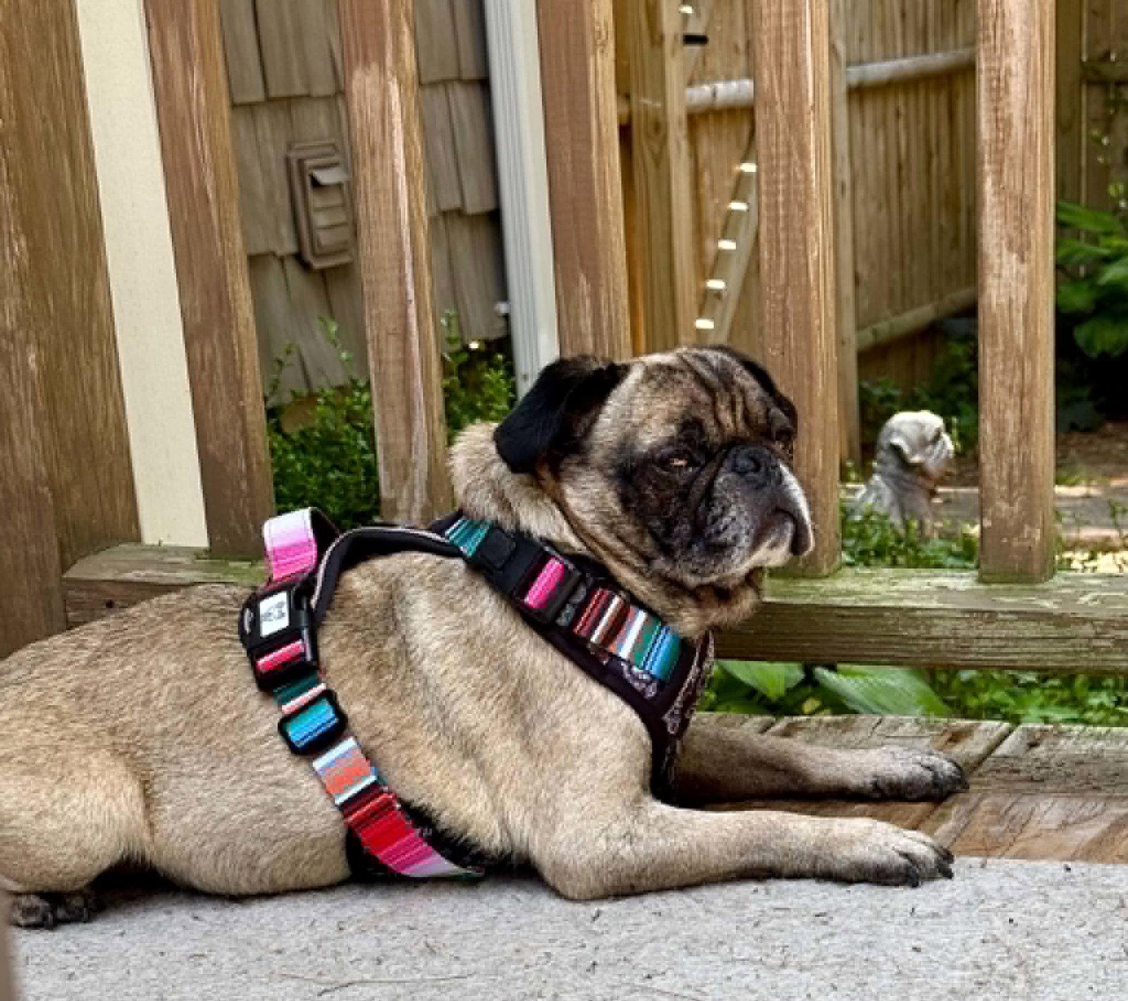 Kopi, a Adoptable Pug in Pelham, MA image 2/3
