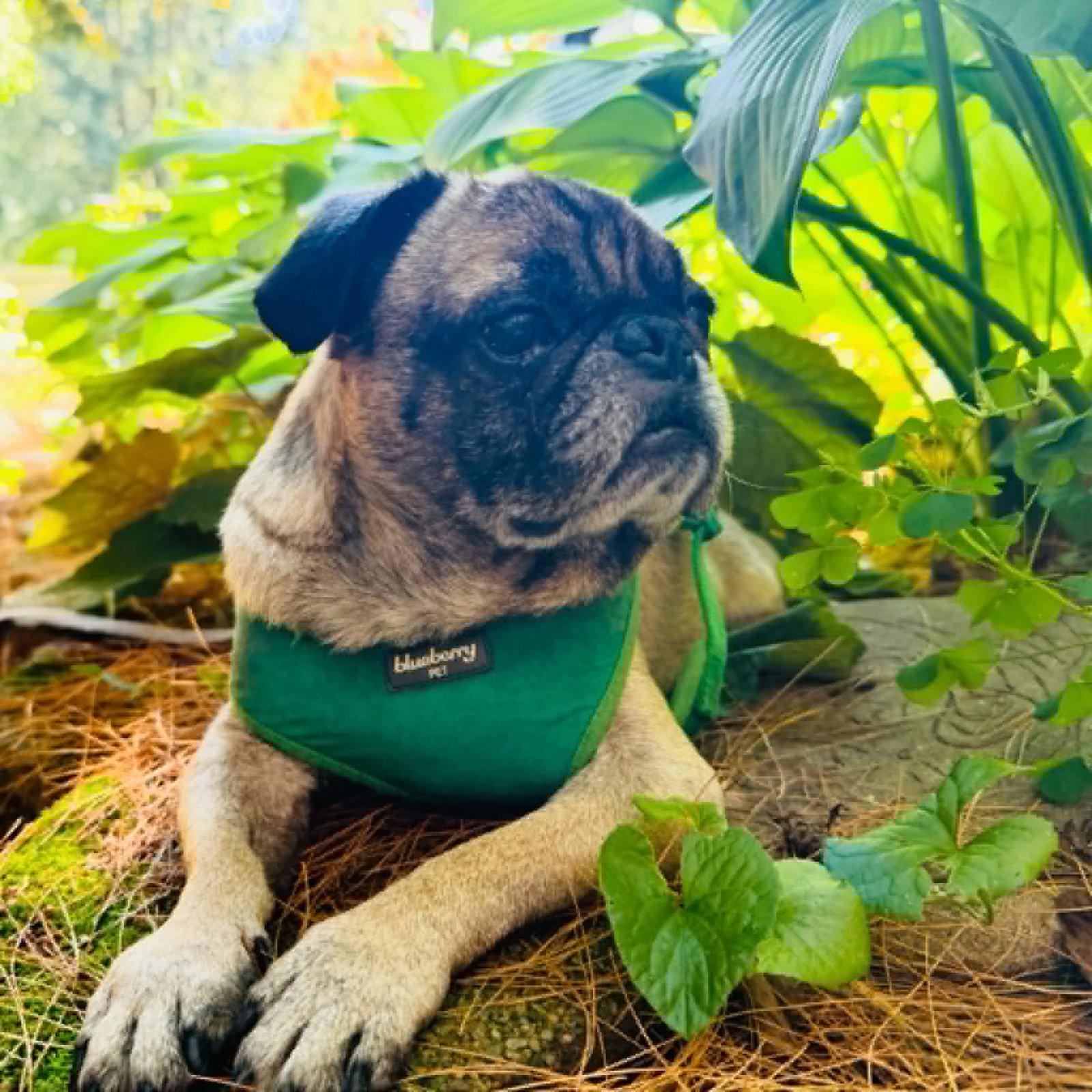Kopi, a Adoptable Pug in Pelham, MA image 3/3