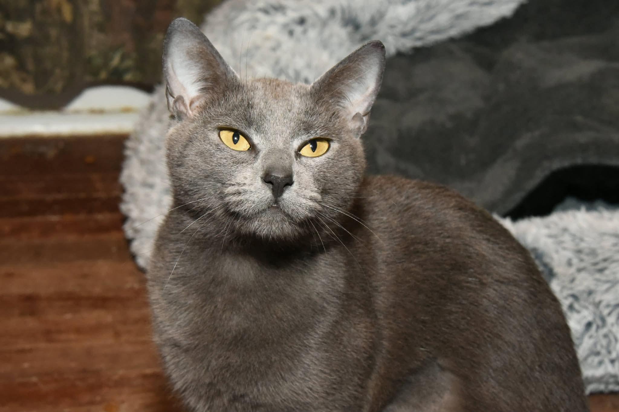 Enlarge Dio, a ADOPTABLE American Shorthair in Johnstown, NY image 5/6