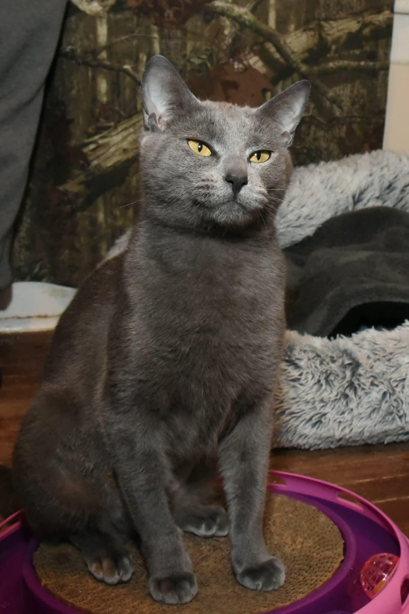 Enlarge Dio, a ADOPTABLE American Shorthair in Johnstown, NY image 3/6
