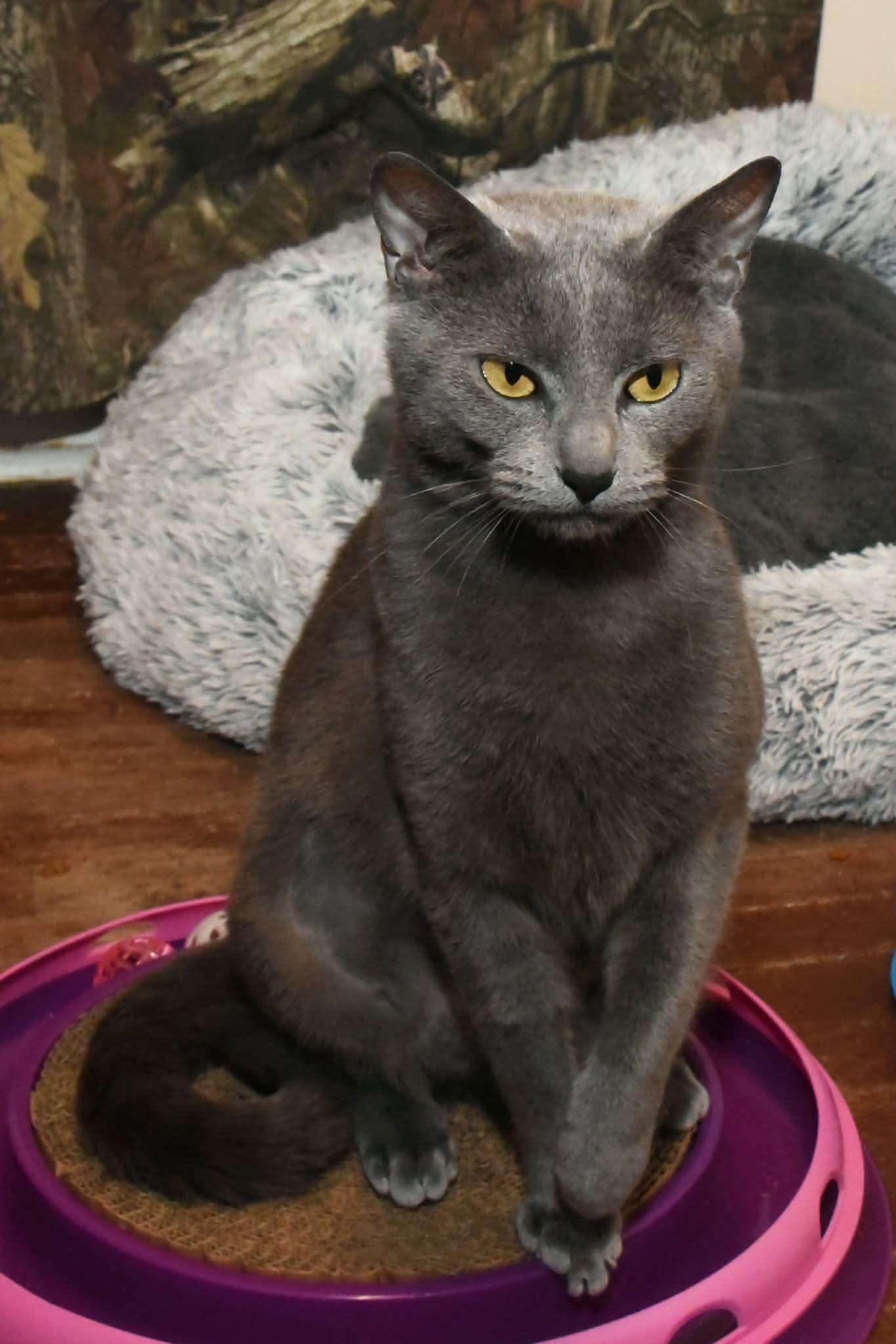 Enlarge Dio, a ADOPTABLE American Shorthair in Johnstown, NY image 2/6