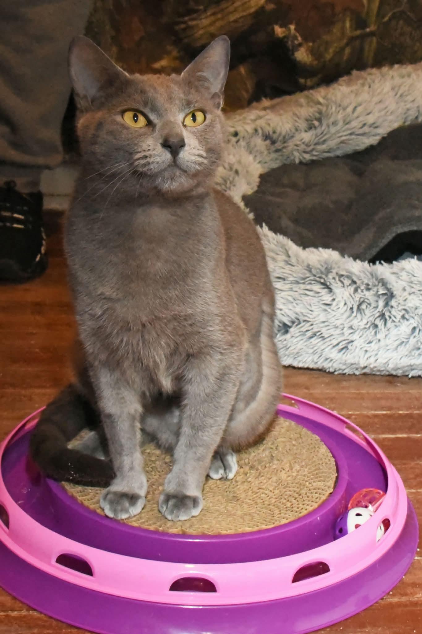 Enlarge Dio, a ADOPTABLE American Shorthair in Johnstown, NY image 4/6