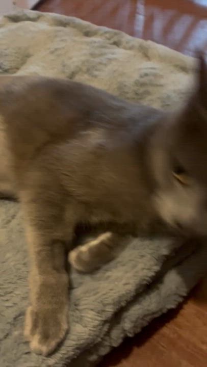 Enlarge Dio, a ADOPTABLE American Shorthair in Johnstown, NY video 6/6