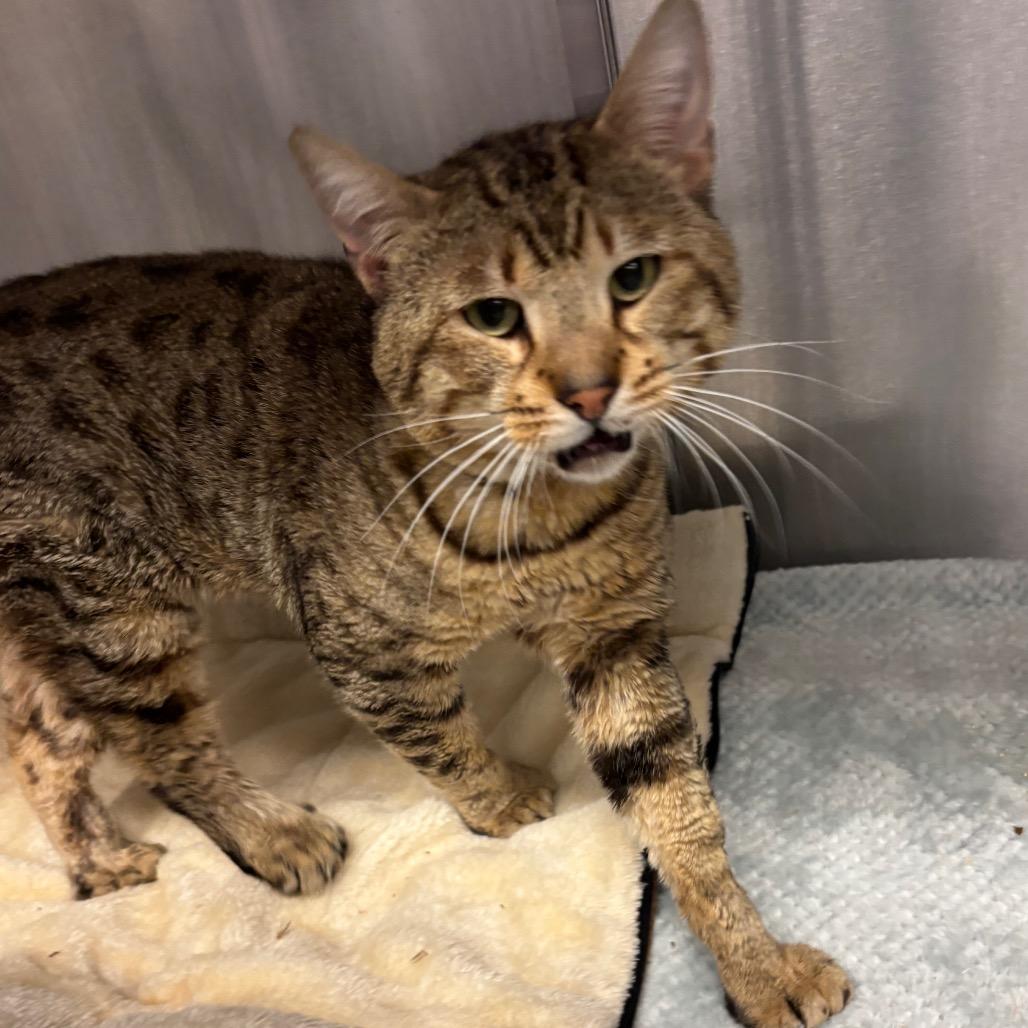 Chandler — thumbnail 2