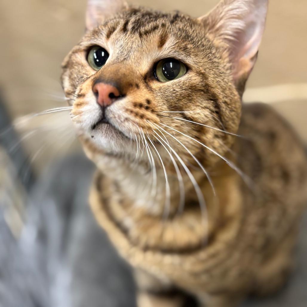 Chandler — thumbnail 3