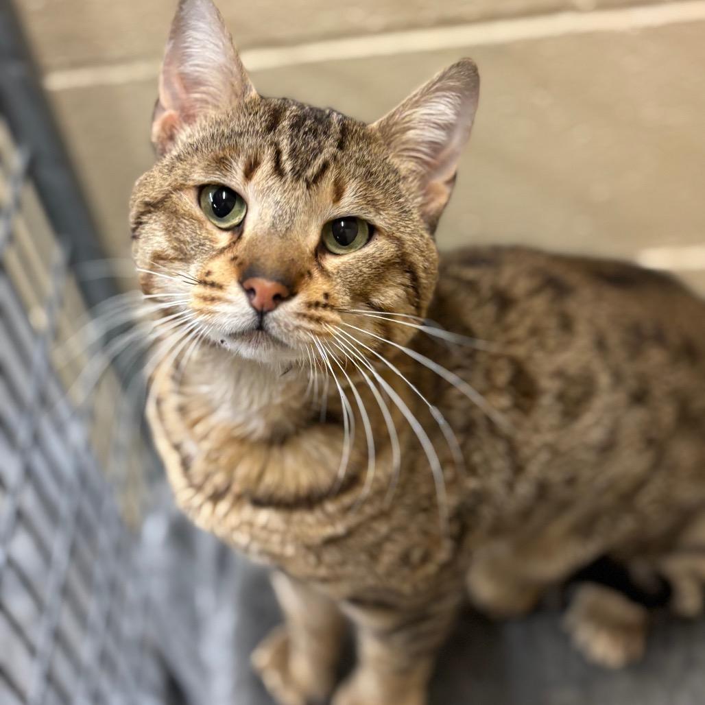 Chandler — thumbnail 4