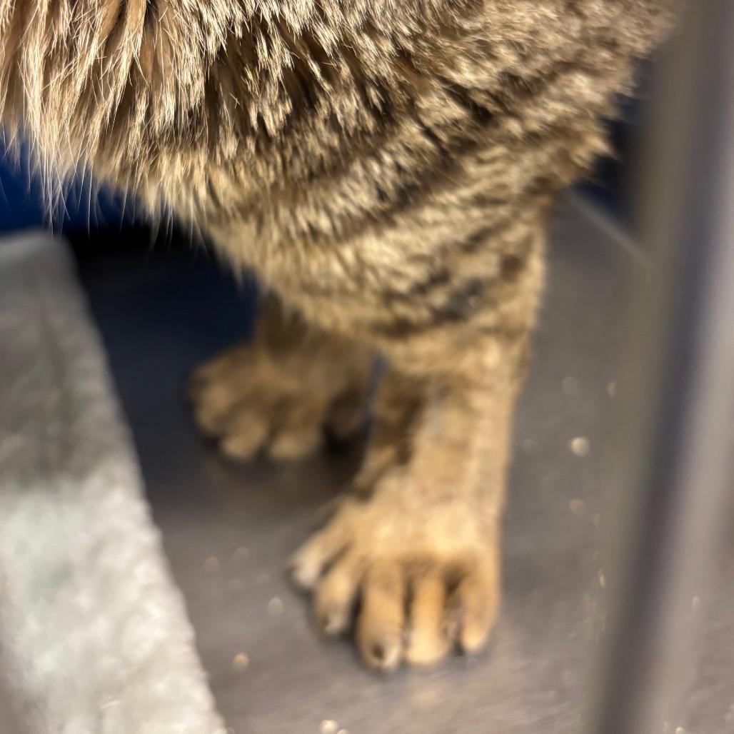 Chandler — thumbnail 5