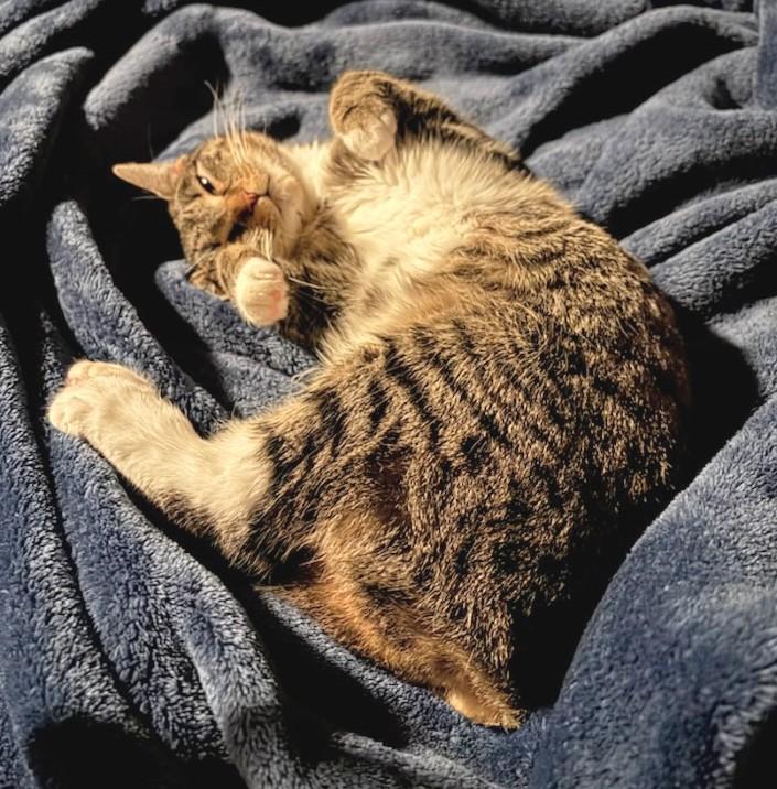 Enlarge B.B. Bobtail, a Adoptable Domestic Short Hair in Melrose, MA image 6/6