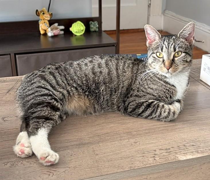 B.B. Bobtail, Adoptable, Young Female Domestic Short Hair.