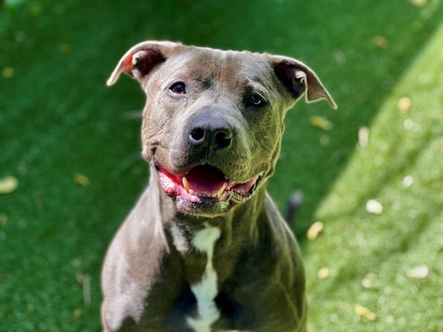 ESCO, Adoptable, Adult Male Pit Bull Terrier.